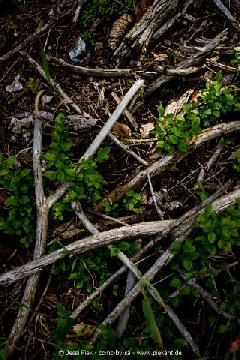 2016 08 06 Feldbergsee 01