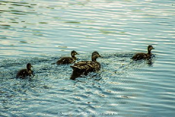 2016 08 06 Feldbergsee 03