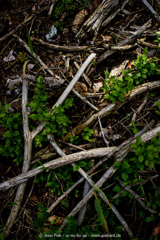 2016 08 06 Feldbergsee01p