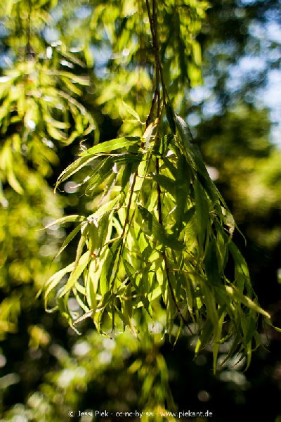 2017 05 27 Garten 09