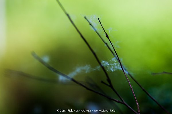 2017 05 27 Garten 15