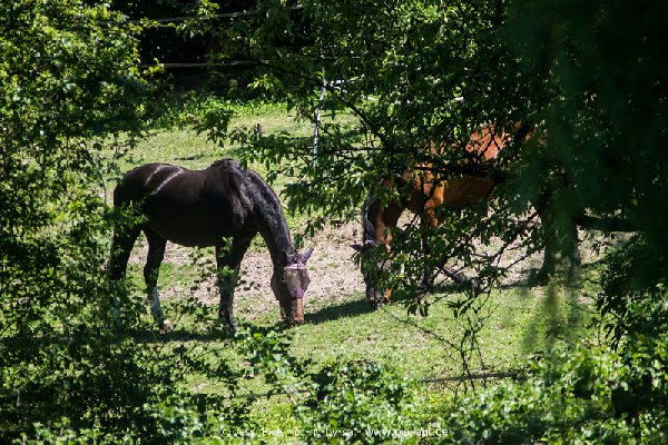 2017 05 27 Garten 19