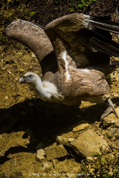 2017 09 22 Wildpark 13