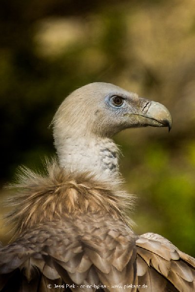 2017 09 22 Wildpark 14
