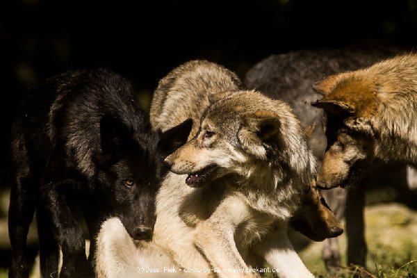 2017 09 22 Wildpark 19
