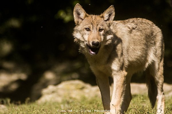 2017 09 22 Wildpark 21