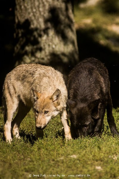 2017 09 22 Wildpark 23