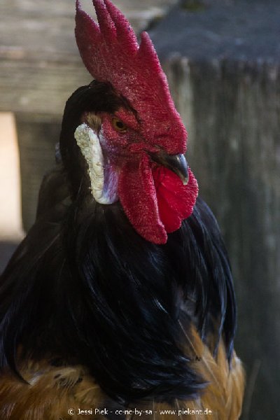 2017 09 22 Wildpark 25