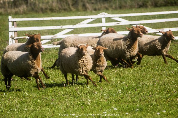 2017 09 22 Wildpark 26