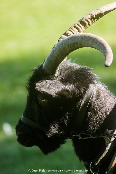 2017 09 22 Wildpark 30