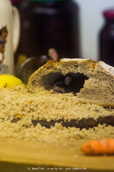 2017 09 22 Wildpark 35