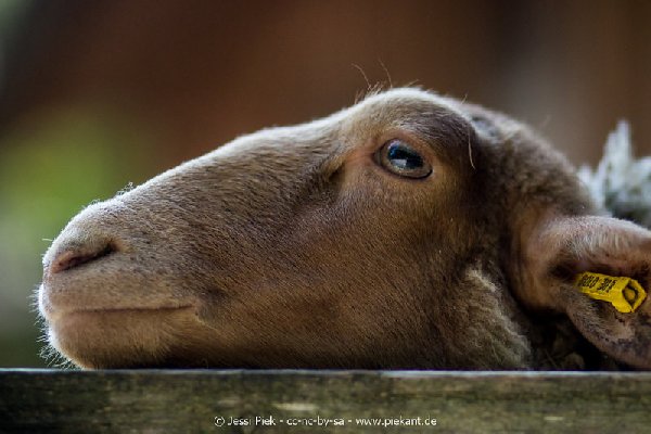 2017 09 22 Wildpark 37