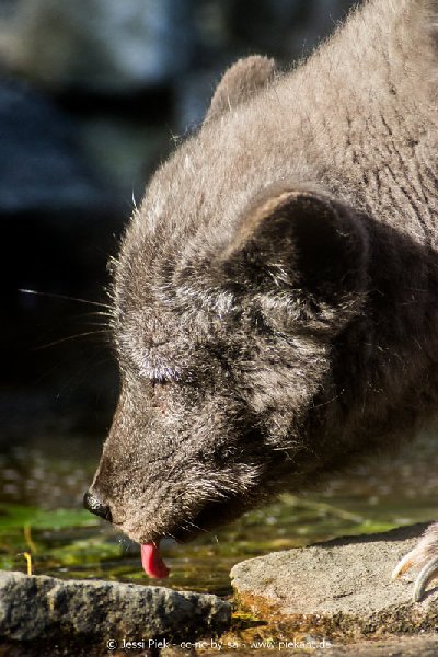 2017 09 22 Wildpark 44