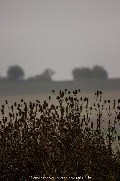 2017 09 30 Ob der Tauber 01