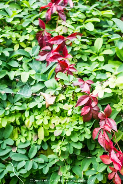 2017 09 30 Ob der Tauber 02