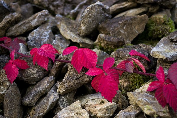 2017 09 30 Ob der Tauber 04