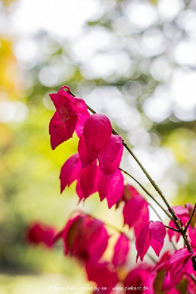 2017 09 30 Ob der Tauber 27