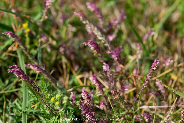 2018 08 31 Laubenheimer Ried 05