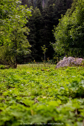 201608064 Your Favorite Green 05p